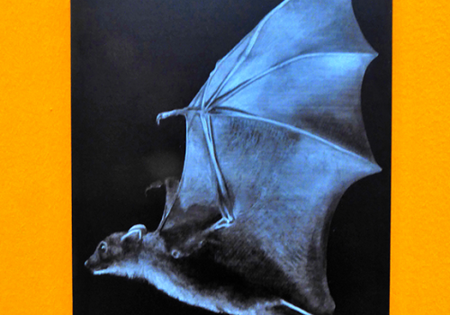 Prospect & Concepts 2017